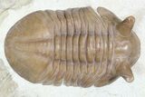 Large, Stalk-Eyed Asaphus Punctatus Trilobite - #46012-3